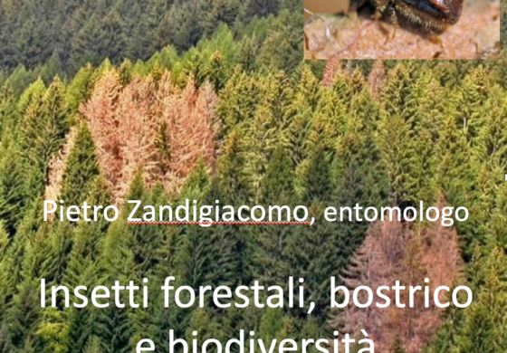 Insetti forestali, bostrico e biodiversità - Venerdì 10 novembre 2023 a Ravascletto